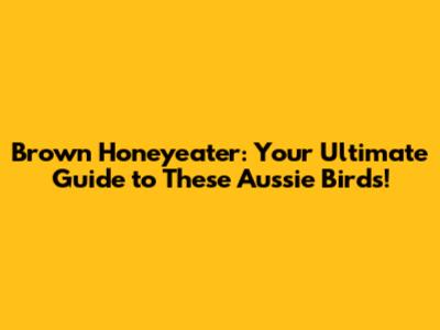 Brown Honeyeater: Your Ultimate Guide to These Aussie Birds!