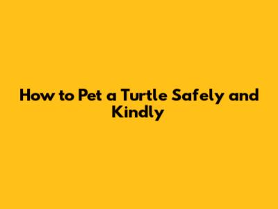 How to Pet a Turtle Safely and Kindly